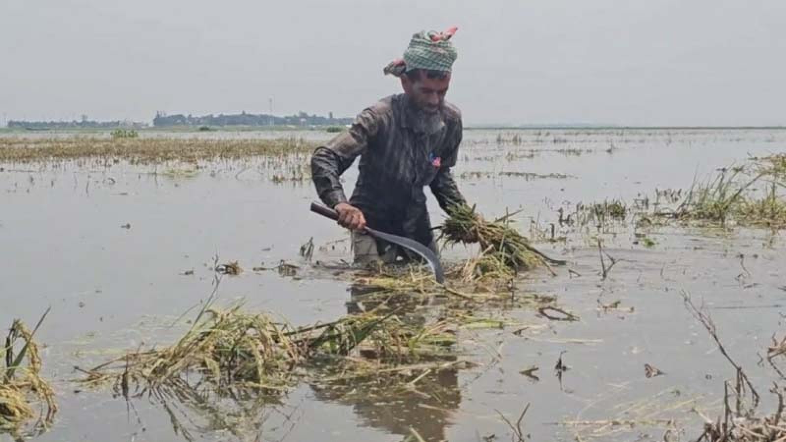 ডুবে গেছে হাজার হাজার একর ধান, কীভাবে বাঁচবে কৃষক