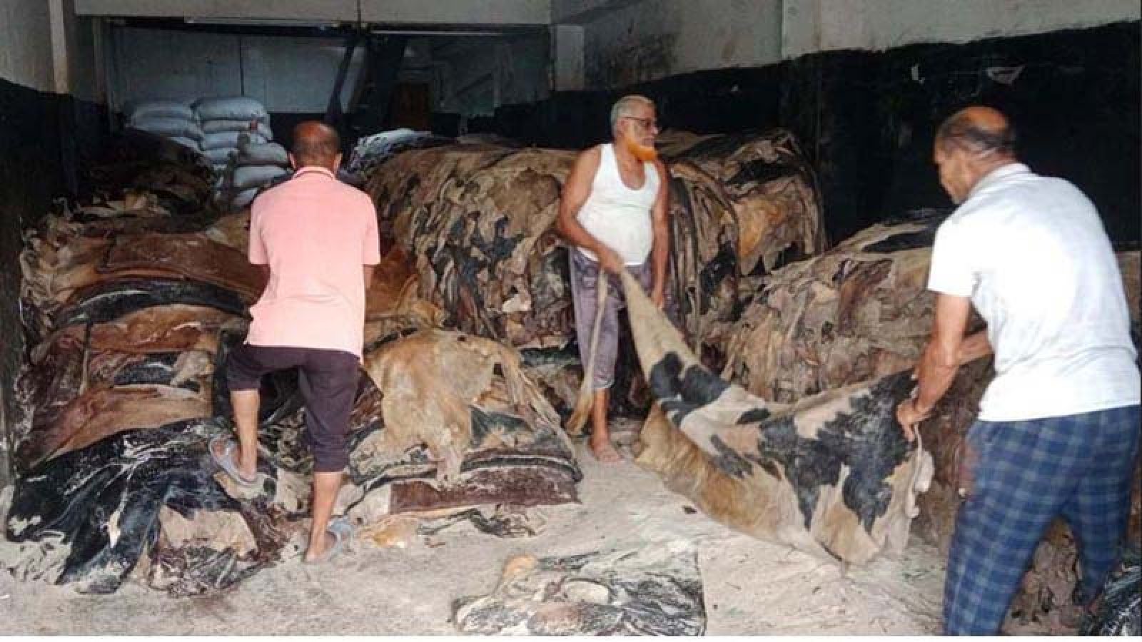 নাটোরে লাম্পি রোগ ও আন্তর্জাতিক সনদের অভাবে লোকসানে চামড়া ব্যবসা