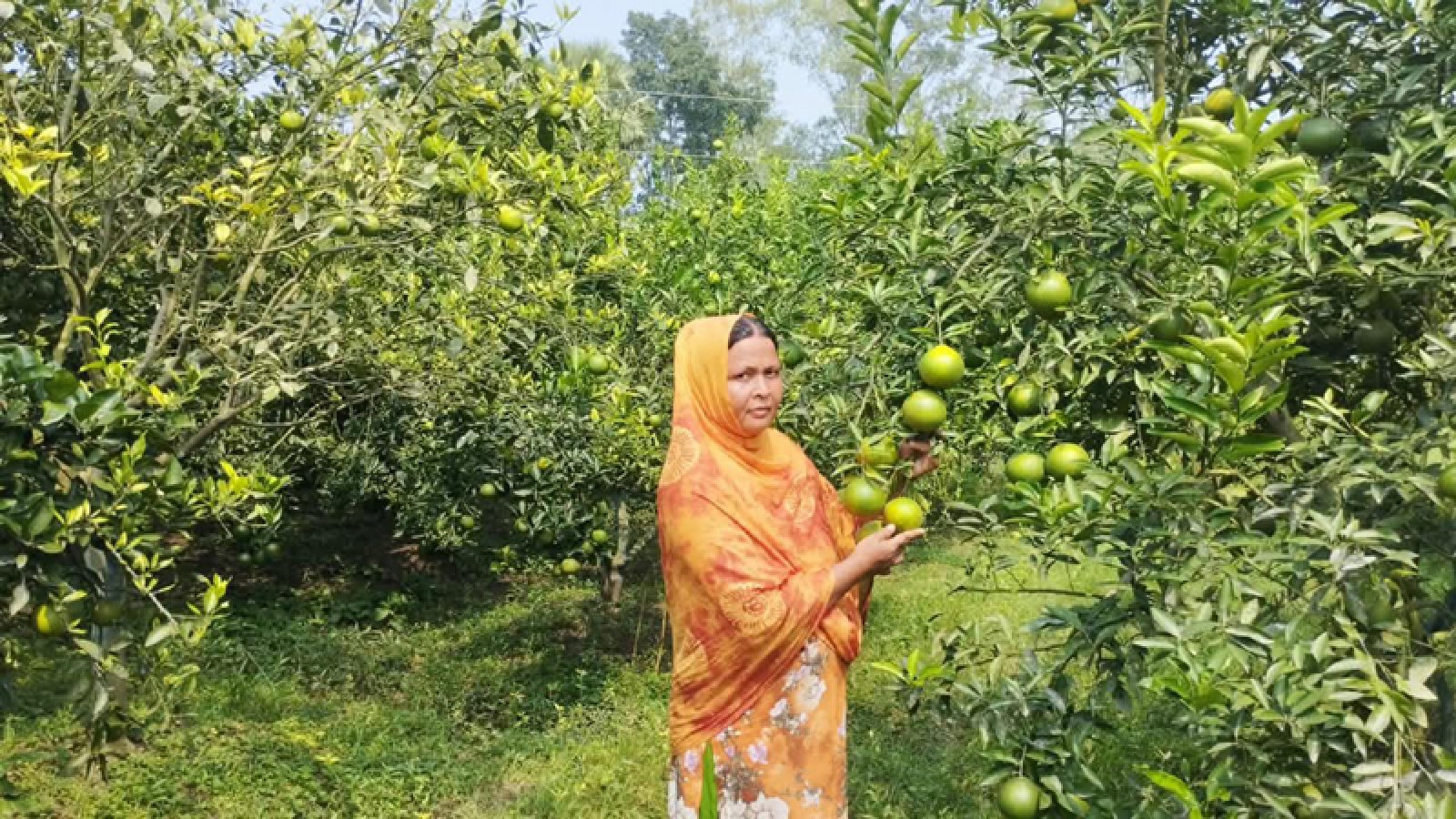মাল্টা চাষে বাজিমাত গৃহবধূ শারমিন খাতুনের