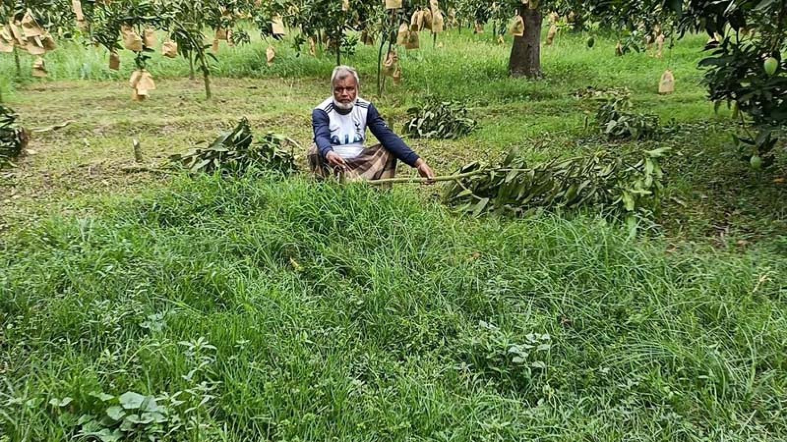 শিবগঞ্জে ৪৬টি আম গাছ কেটে ফেলেছে দুর্বৃত্তরা