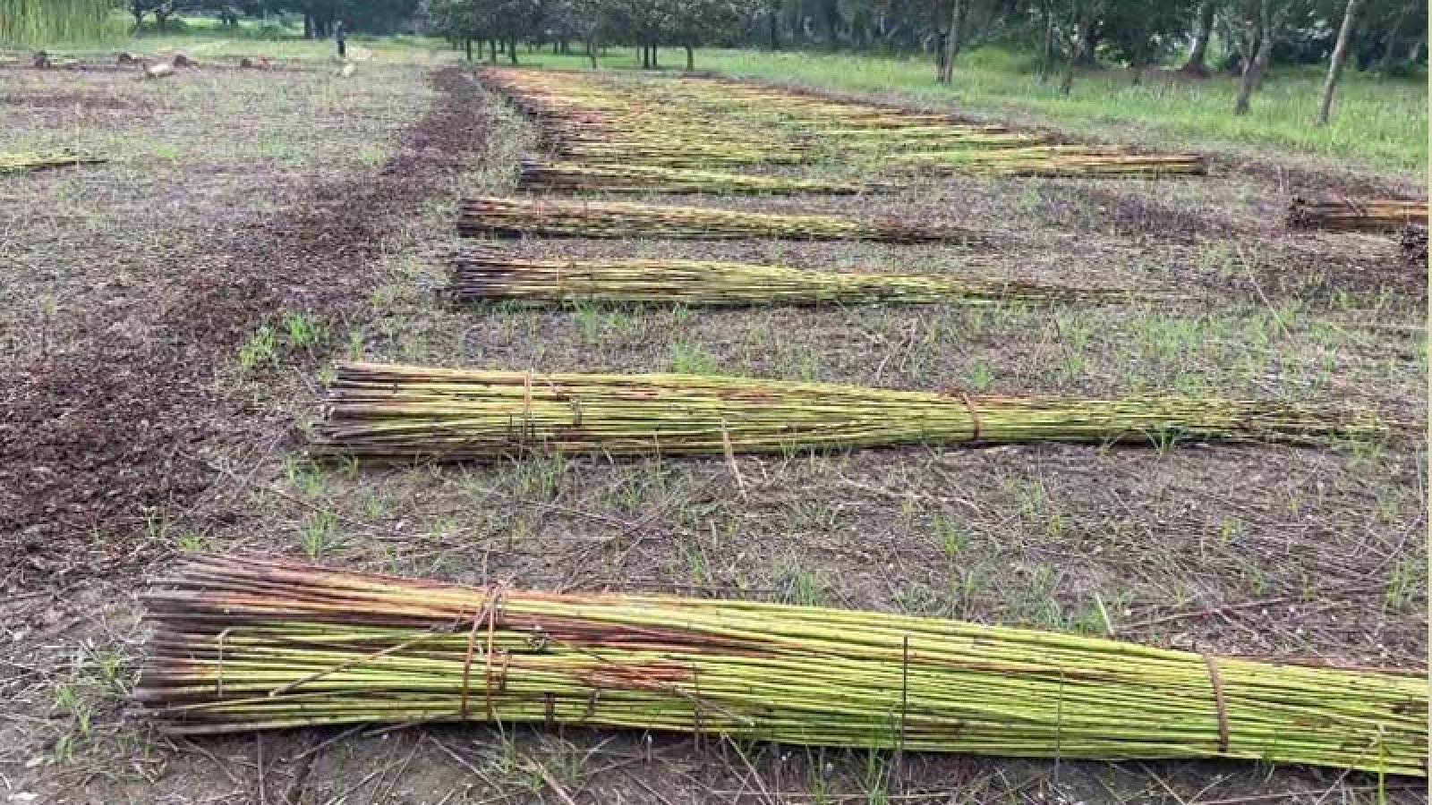ভরা বর্ষায়ও বৃষ্টির দেখা নেই, আমন-পাট চাষে সংকট