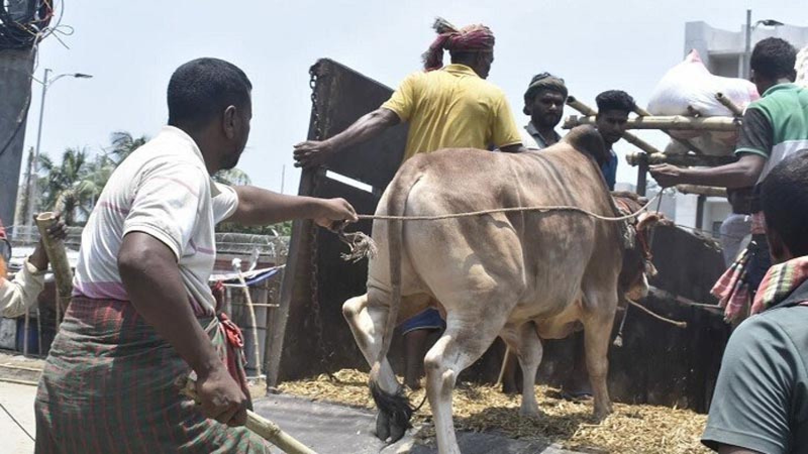 অবিক্রিত ৩১ লাখ কোরবানিযোগ্য পশু খামারিদের ‘মড়ার ওপর খাঁড়ার ঘা’