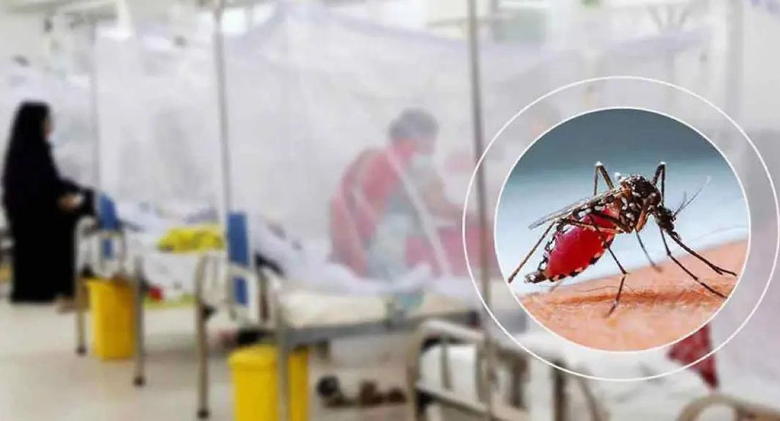 ডেঙ্গুতে আরও ৬ জনের মৃত্যু, হাসপাতালে ১৬০৮
