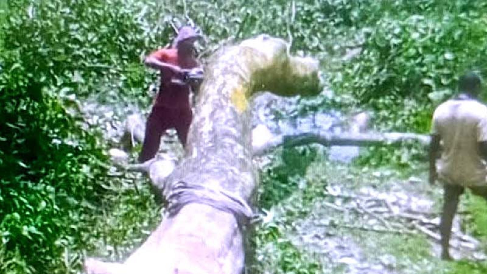 আত্রাইয়ে সরকারি জায়গায় লাগানো গাছ কাটার দায়ে জরমিানা