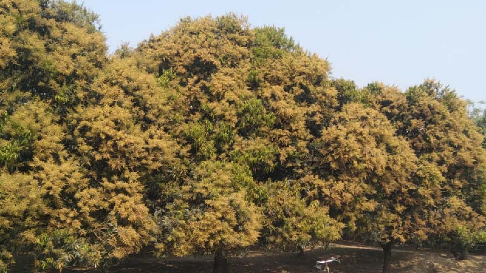 শিবগঞ্জ ও বাঘায় গাছে গাছে প্রচুর আমের মুকুল, ভাল ফলনের আশায় চাষিরা