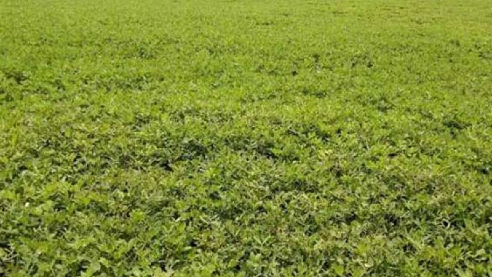 পদ্মার চরে বাদামের বাম্পার ফলন, অনাবাদি বালুচরে ফিরছে কৃষকের স্বপ্ন