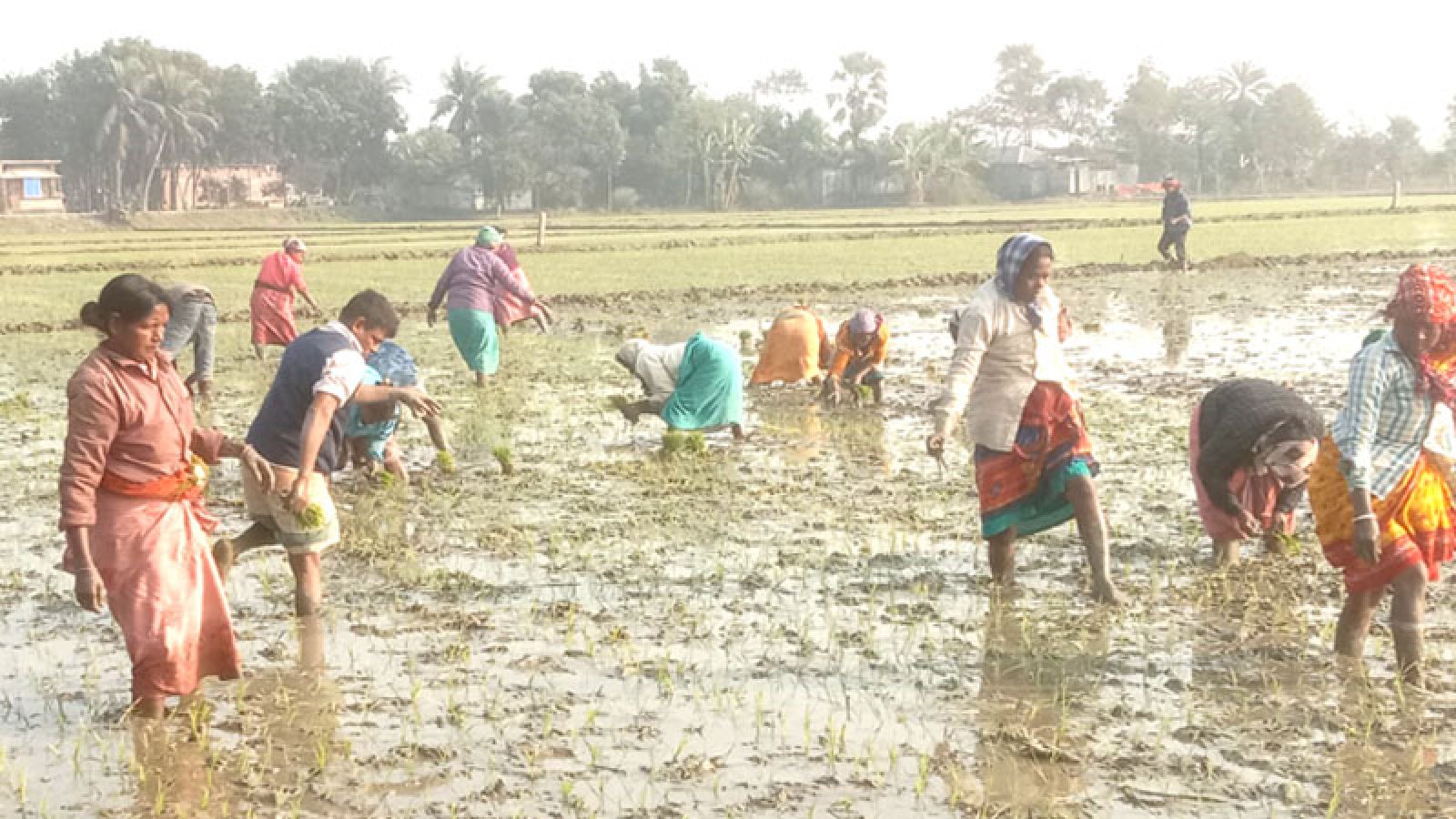ঈশ্বরদীর হাজারো আদিবাসী এখনো ভাগ্যাহত