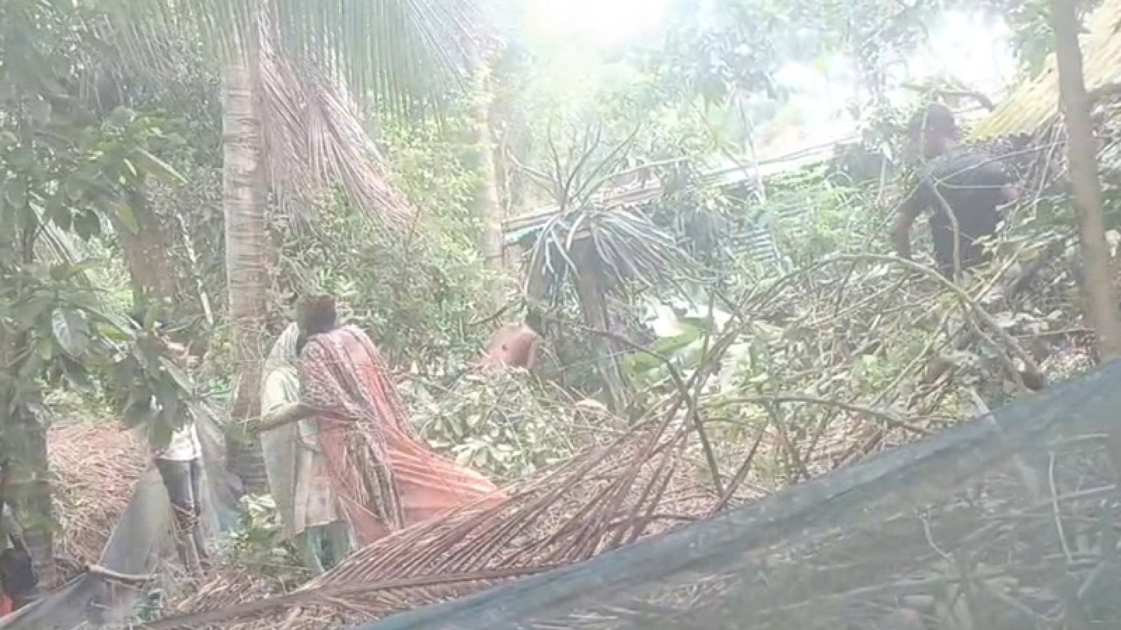 রাণীনগরে গাছ কেটে জমি জবর দখলের অভিযোগ