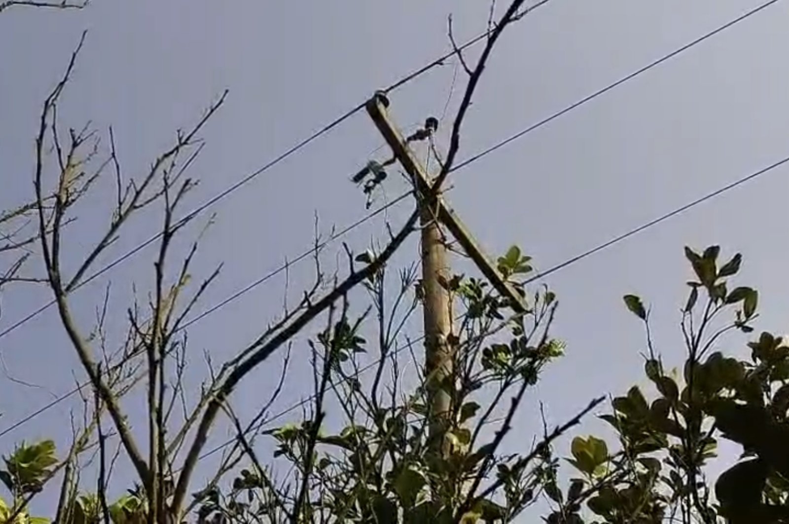 বড়াইগ্রামে খুঁটি থেকে বৈদ্যুতিক ট্রান্সফরমার চুরি