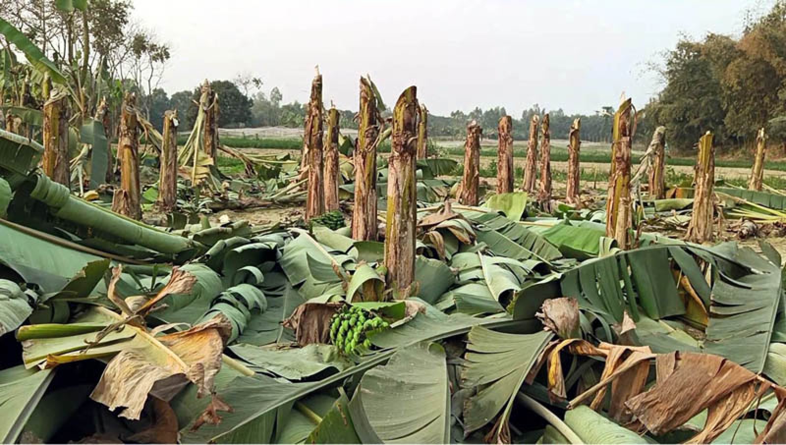 বদলগাছীতে তিন শতাধিক কলা গাছ কাটার অভিযোগ