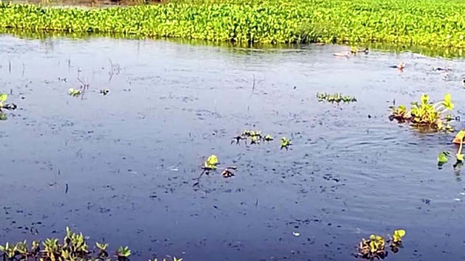 মিলের বর্জ্য পানি মিলছে বিলের পানিতে, বিপর্যয়ের মুখে রক্তদহের পরিবেশ