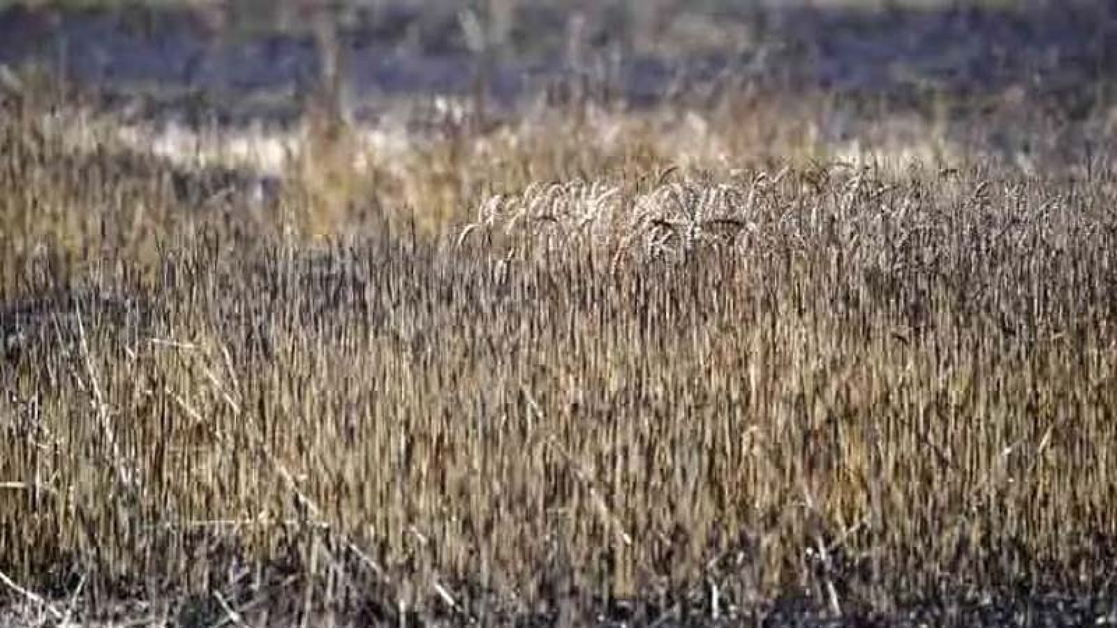 চরম গরমে হুমকিতে বিশ্ব খাদ্যব্যবস্থা, ঝুঁকিতে শত কোটি মানুষের জীবিকা