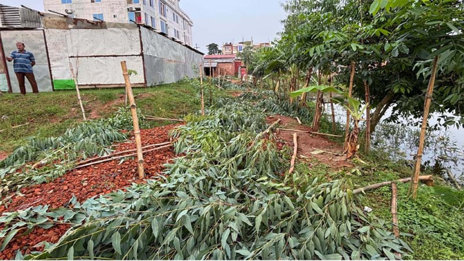 মান্দায় প্রতিপক্ষের বিরুদ্ধে অর্ধশতাধিক গাছ কাটার অভিযোগ