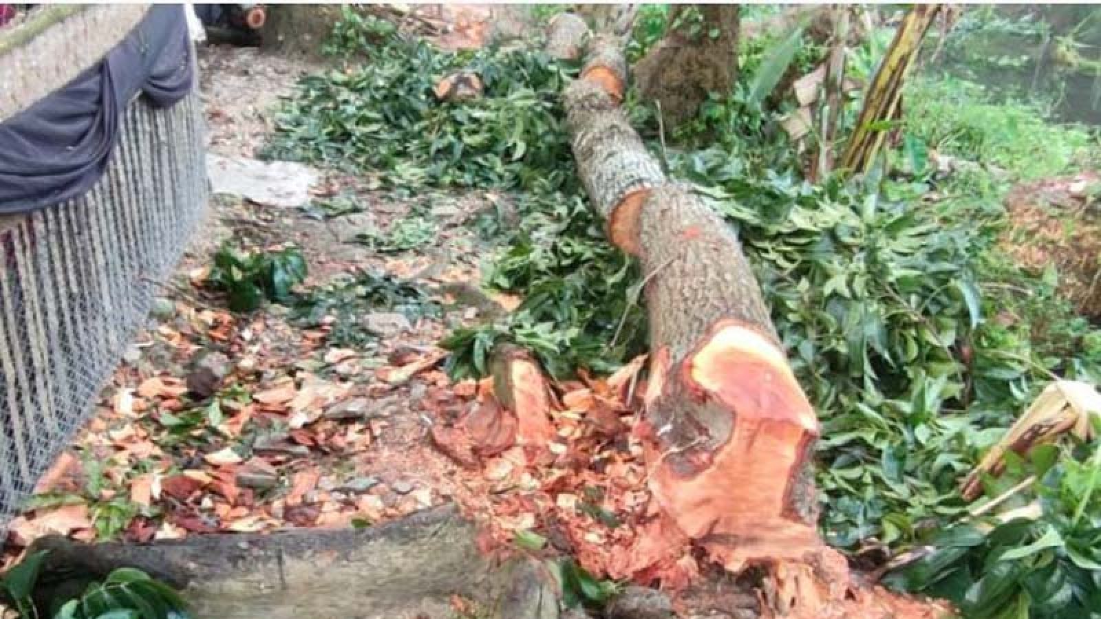 রাণীনগরে খাস জায়গার গাছ কাটার বিষয়ে নিরব প্রশাসন