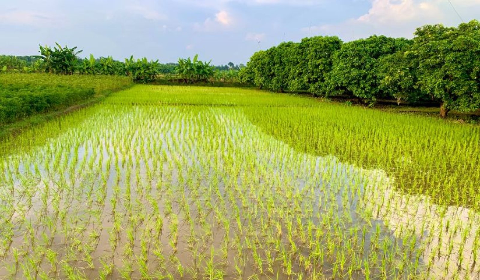 বৃষ্টির পানিতে প্রাণ ফিরেছে আমনে, ভালো ফলনের স্বপ্ন কৃষকের