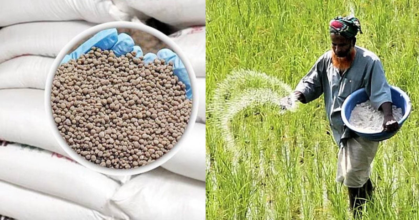 আত্রাইয়ে সার ডিলার নিয়োগের দাবিতে কৃষকদের গণস্বাক্ষর  নদী পার হয়ে সার আনতে বাড়তি খরচ, সময়ও যাচ্ছে নষ্ট