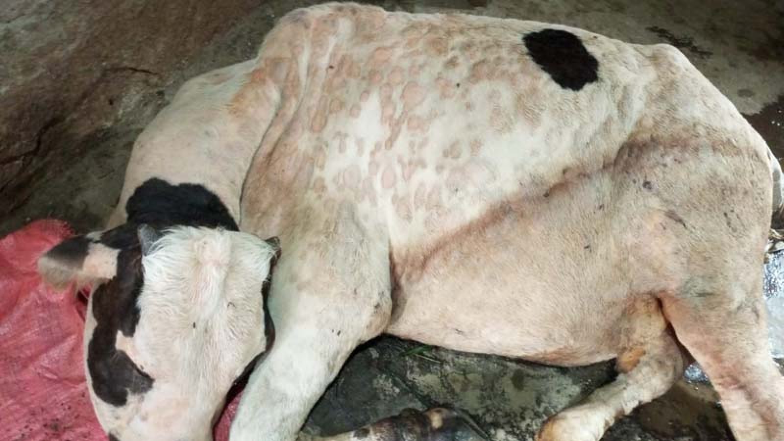 লালপুরে লাম্পি রোগে আক্রান্ত ২০ হাজার গরু, টিকা সংকটে ৩৬টির মৃত্যু