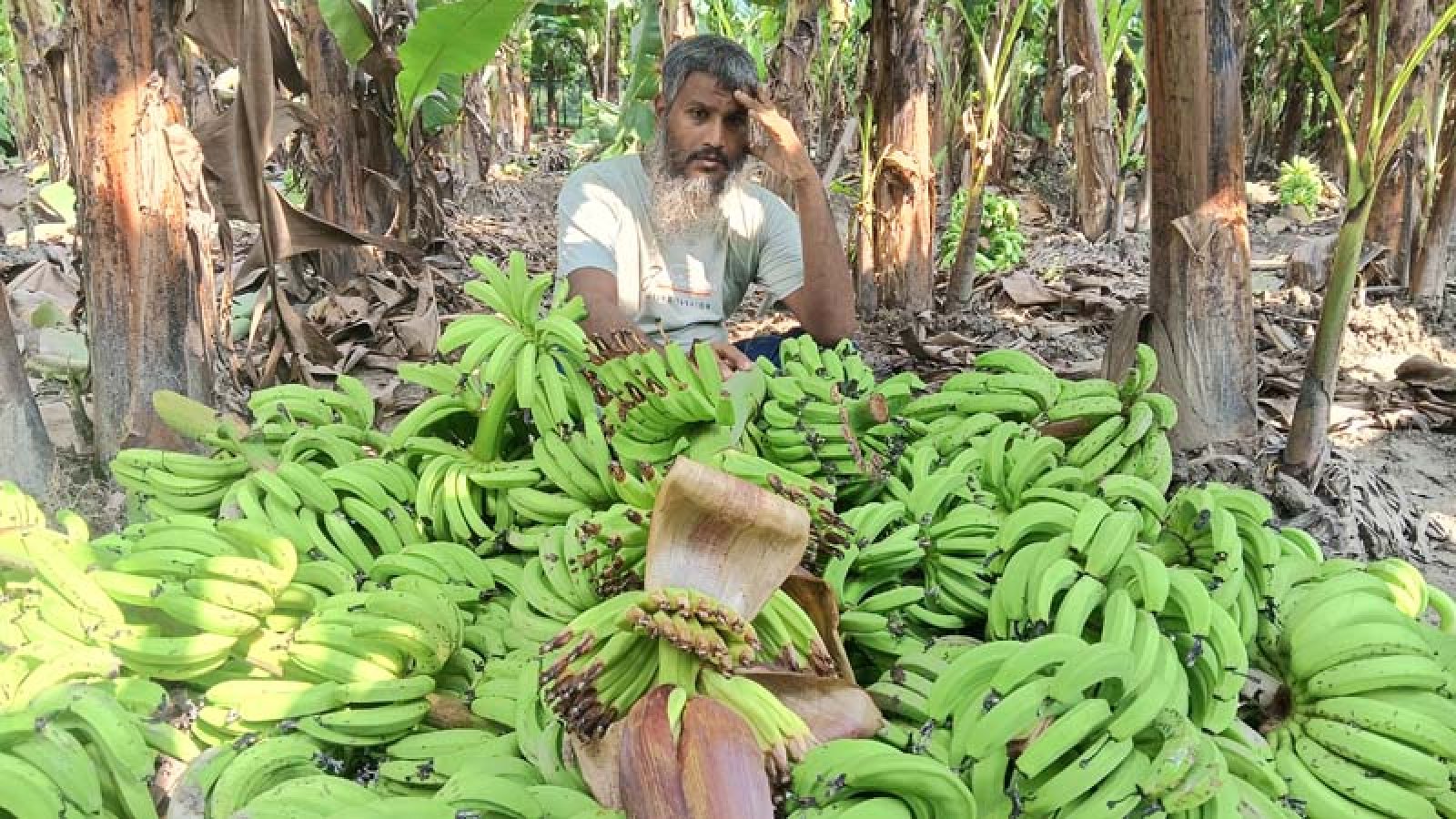 শিবগঞ্জে রাতের আঁধারে আড়াই হাজার কলাগাছ কেটে ফেলেছে দুর্বৃত্তরা