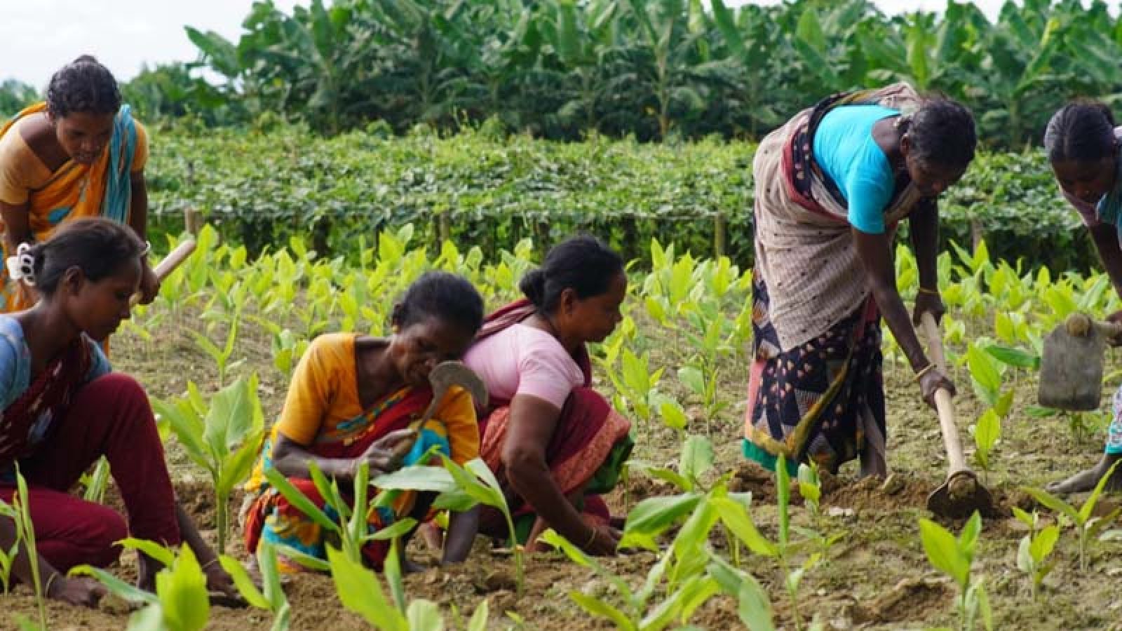পত্নীতলায় আদিবাসী জনগোষ্ঠীর জীবনমান উন্নয়নে ‘বাদাবন সংঘ’ ইতিবাচক পরিবর্তন ঘটাচ্ছে