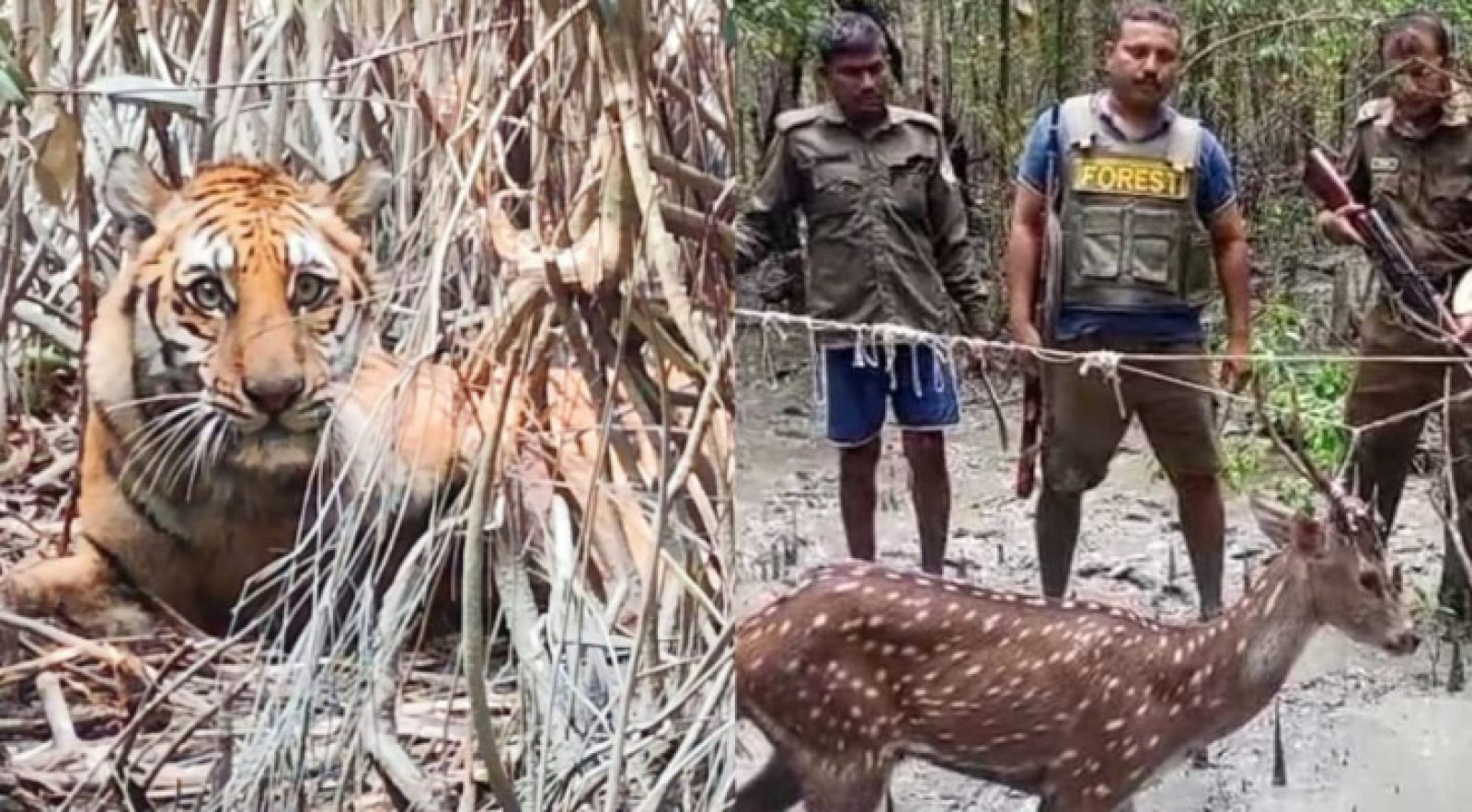 ভালো নেই রয়েল বেঙ্গল টাইগার, মায়াবী হরিণ