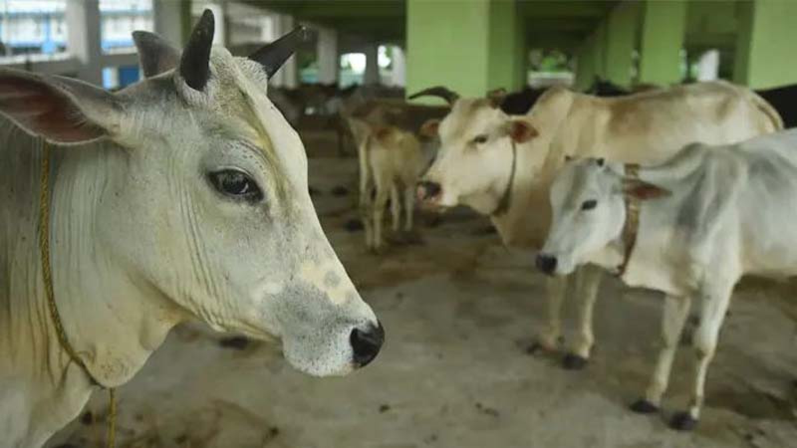পশ্চিমবঙ্গে প্রকাশ্যে পশু জবাই নিষিদ্ধ