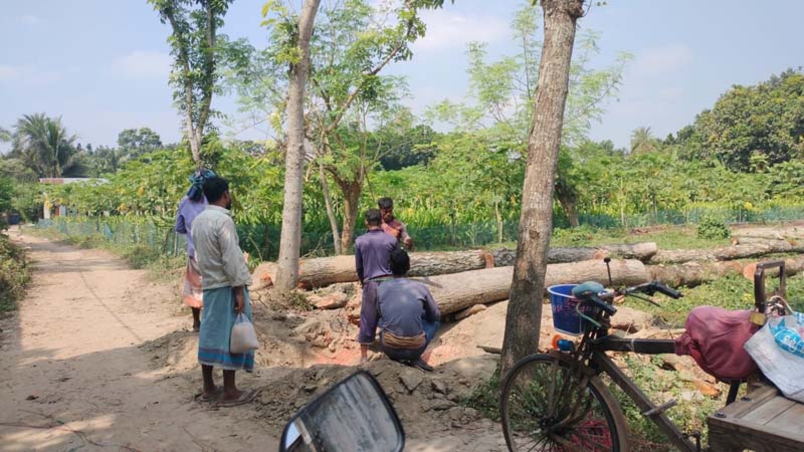 পুঠিয়ায় সরকারি রাস্তার পাশের ১৪ মেহগনি গাছ কেটে নেয়া হয়েছে