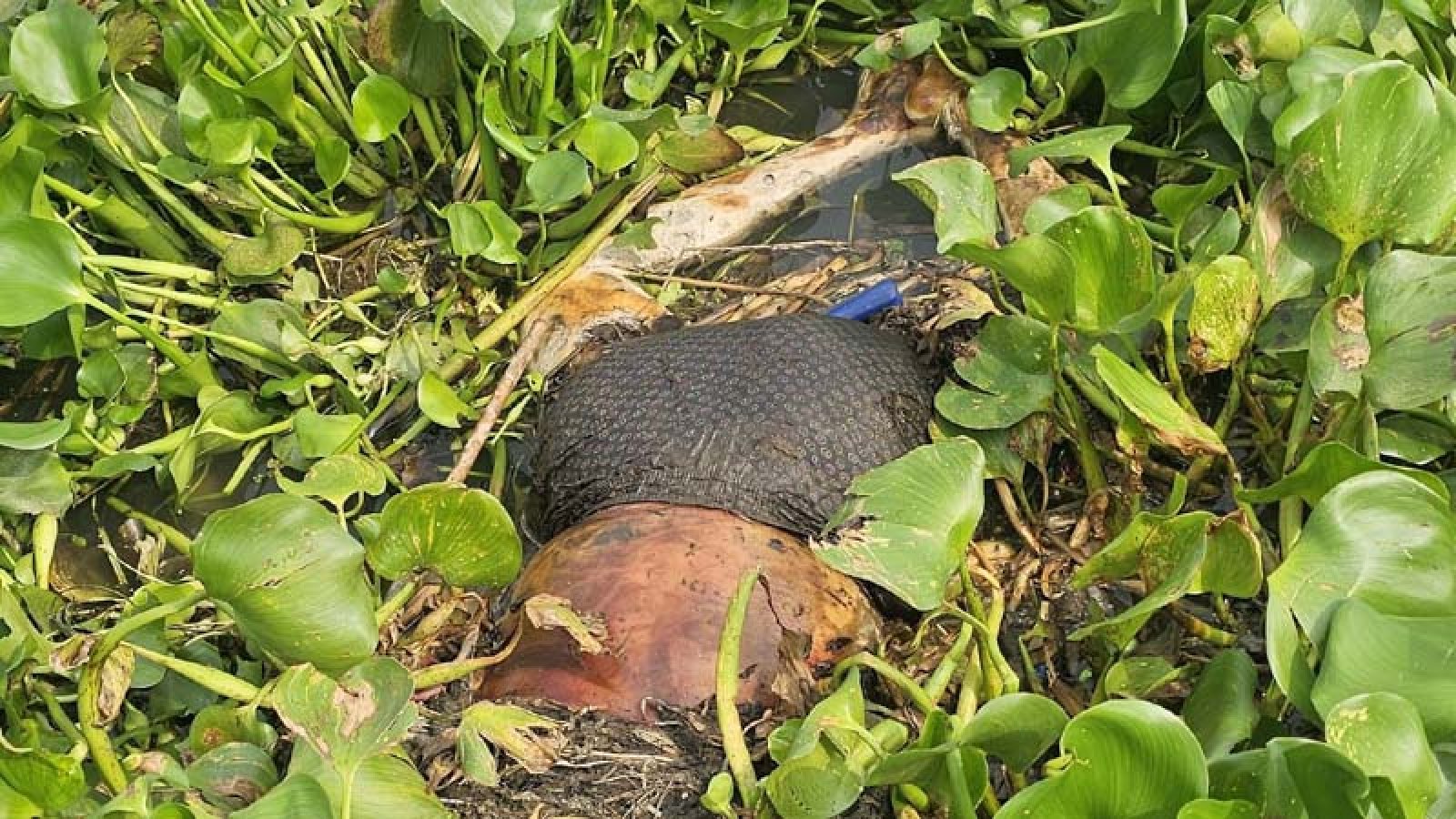 গোমস্তাপুরের মহানন্দা নদীতে অজ্ঞাত যুবকের মরদেহ উদ্ধার