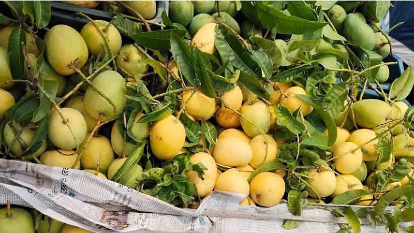 ২৫ হাজার টাকা মণ দরে বিক্রি হচ্ছে অসময়ের খিরসাপাত