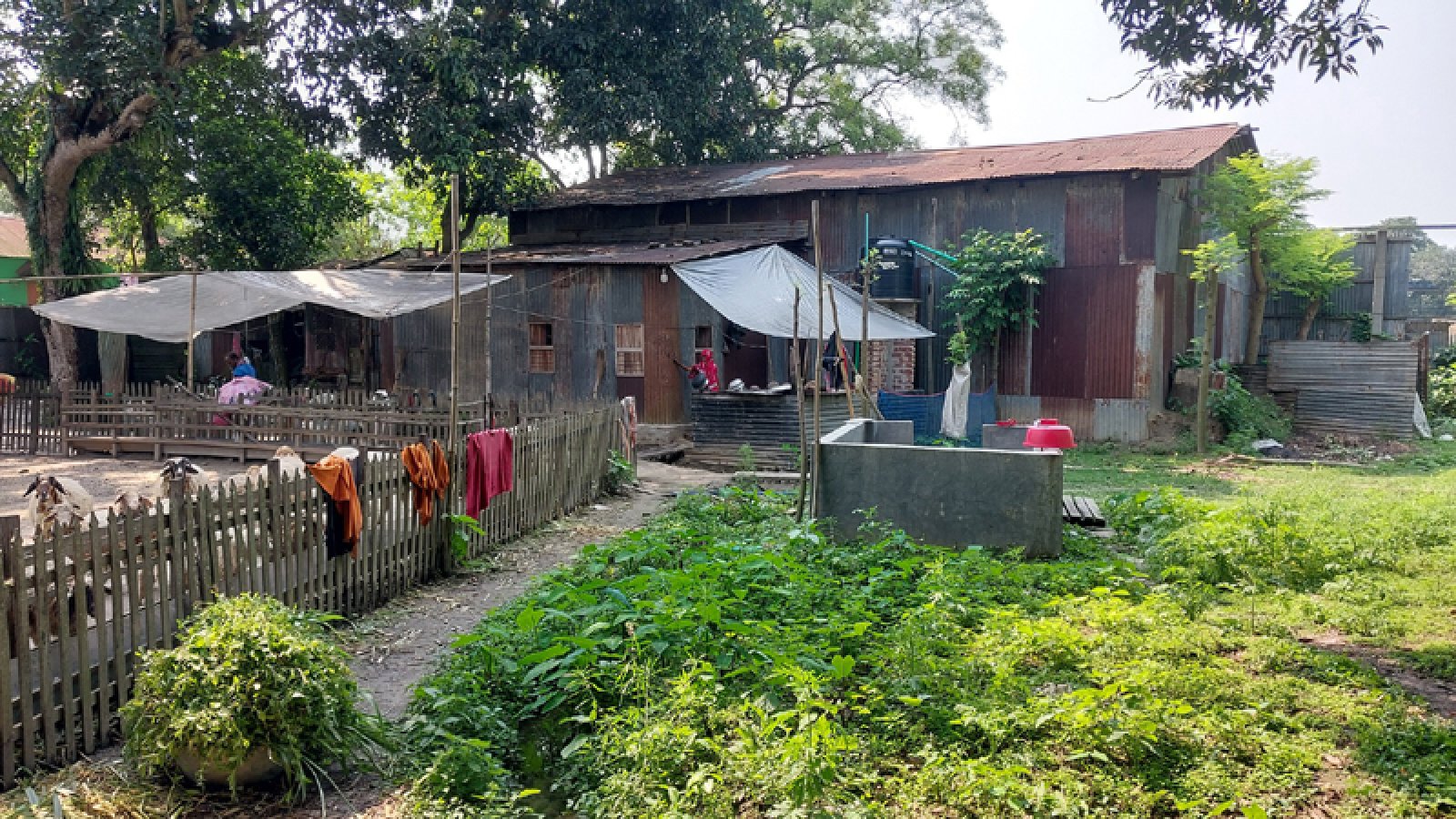 ভাঙ্গুড়া পাটক্রয় কেন্দ্র বন্ধের সুযোগে সরকারি জমি প্রভাবশালীদের দখলে