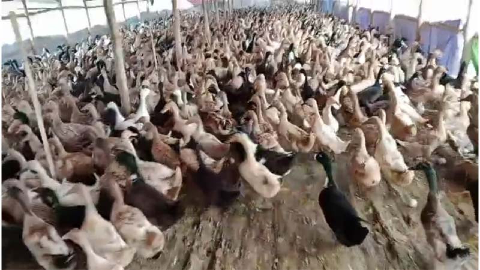 হাঁসের খামার দিয়েই স্বাবলম্বী ফরমাজুল
