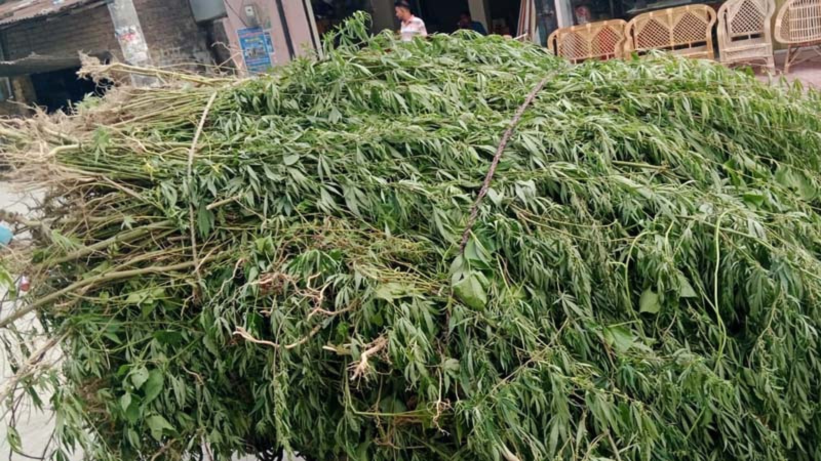 চাঁপাইনবাবগঞ্জে ৫,২৬০টি গাঁজা গাছ জব্দ