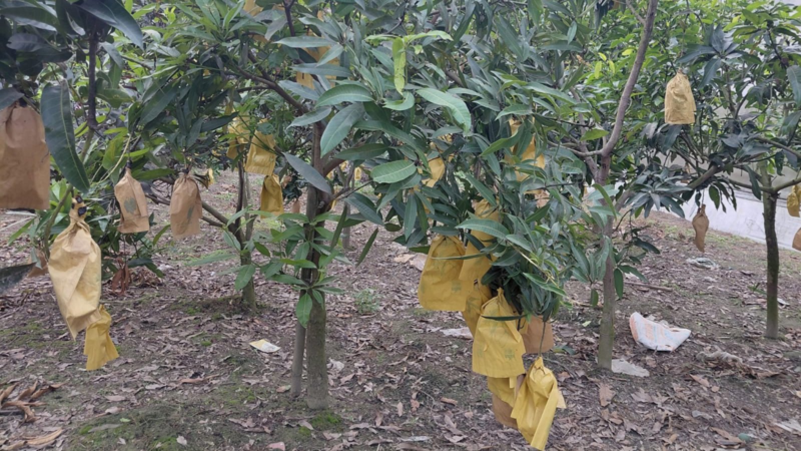চলতি মৌসুমে বাঘার আম যাচ্ছে ফ্রান্সে