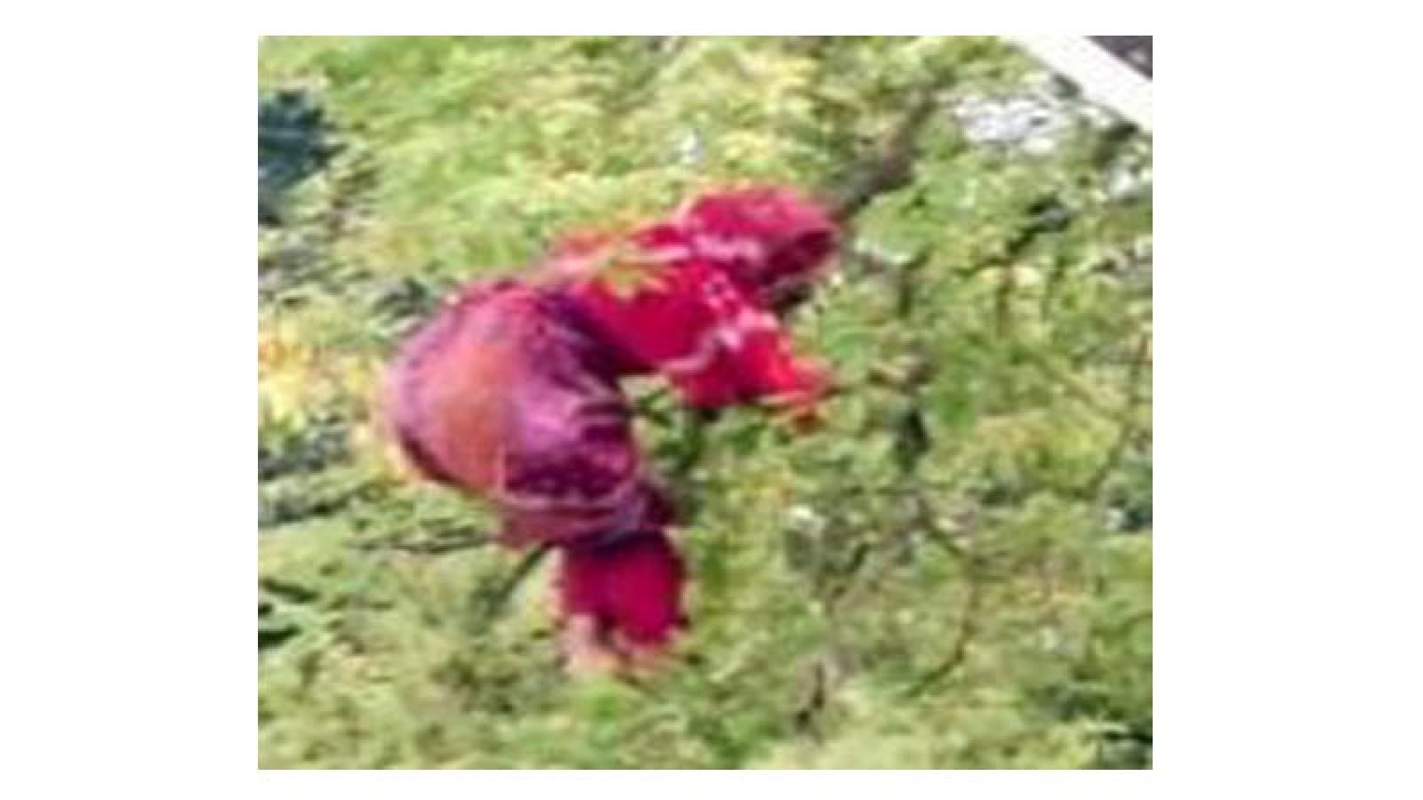 এক মাস পর আবারও তেঁতুল গাছের মগডালে সাজেদা