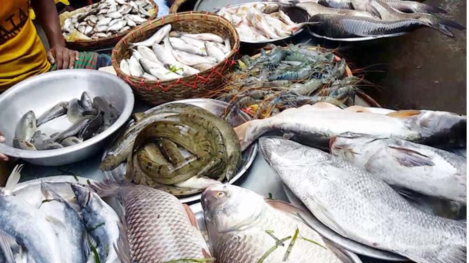 বগুড়ায় উৎপাদন বেড়েছে, বিপ্লবের সাফল্যে বাধায় ভেজাল ফিড