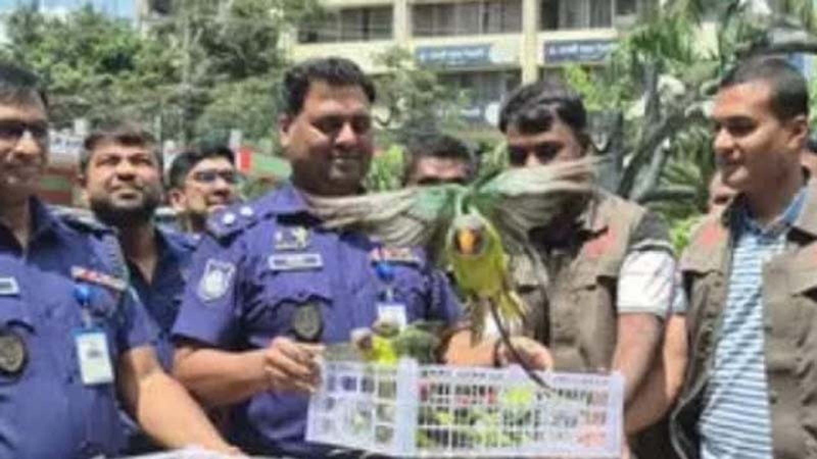 ঢাকায় পাচারের চেষ্টা ব্যর্থ, অবশেষে আকাশে ডানা মেলালো ১০৩টি টিয়া