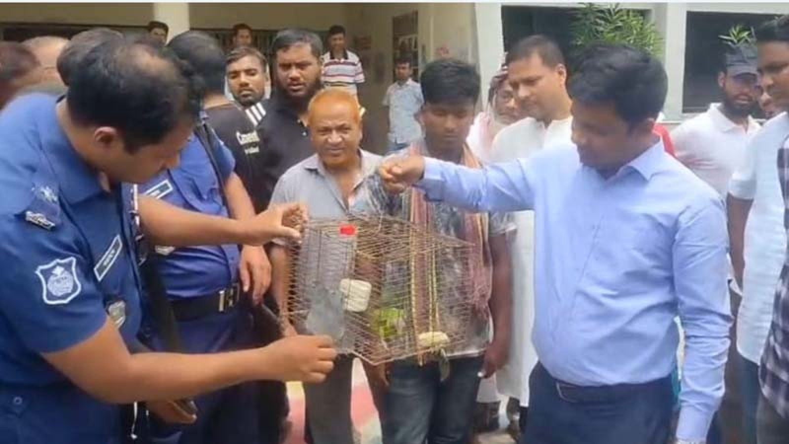 চাঁপাইনবাবগঞ্জে পাখি শিকারীকে জরিমানা, উদ্ধারকৃত টিয়াপাখি অবমুক্ত