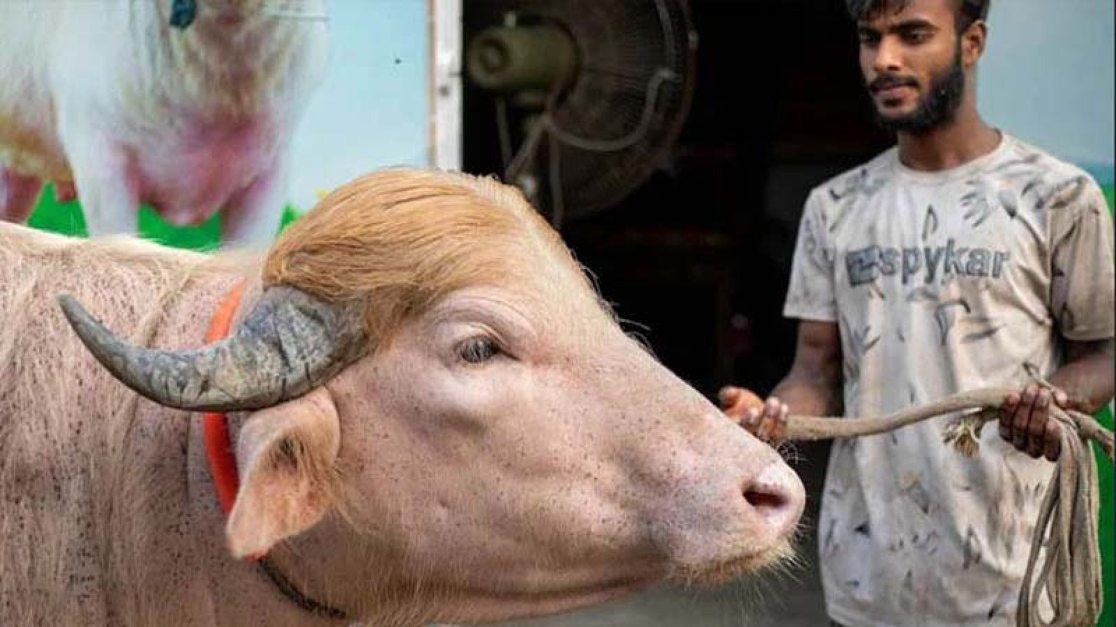 বিশ্বজুড়ে ভাইরাল বাংলাদেশের মহিষ ‘ডোনাল্ড ট্রাম্প’