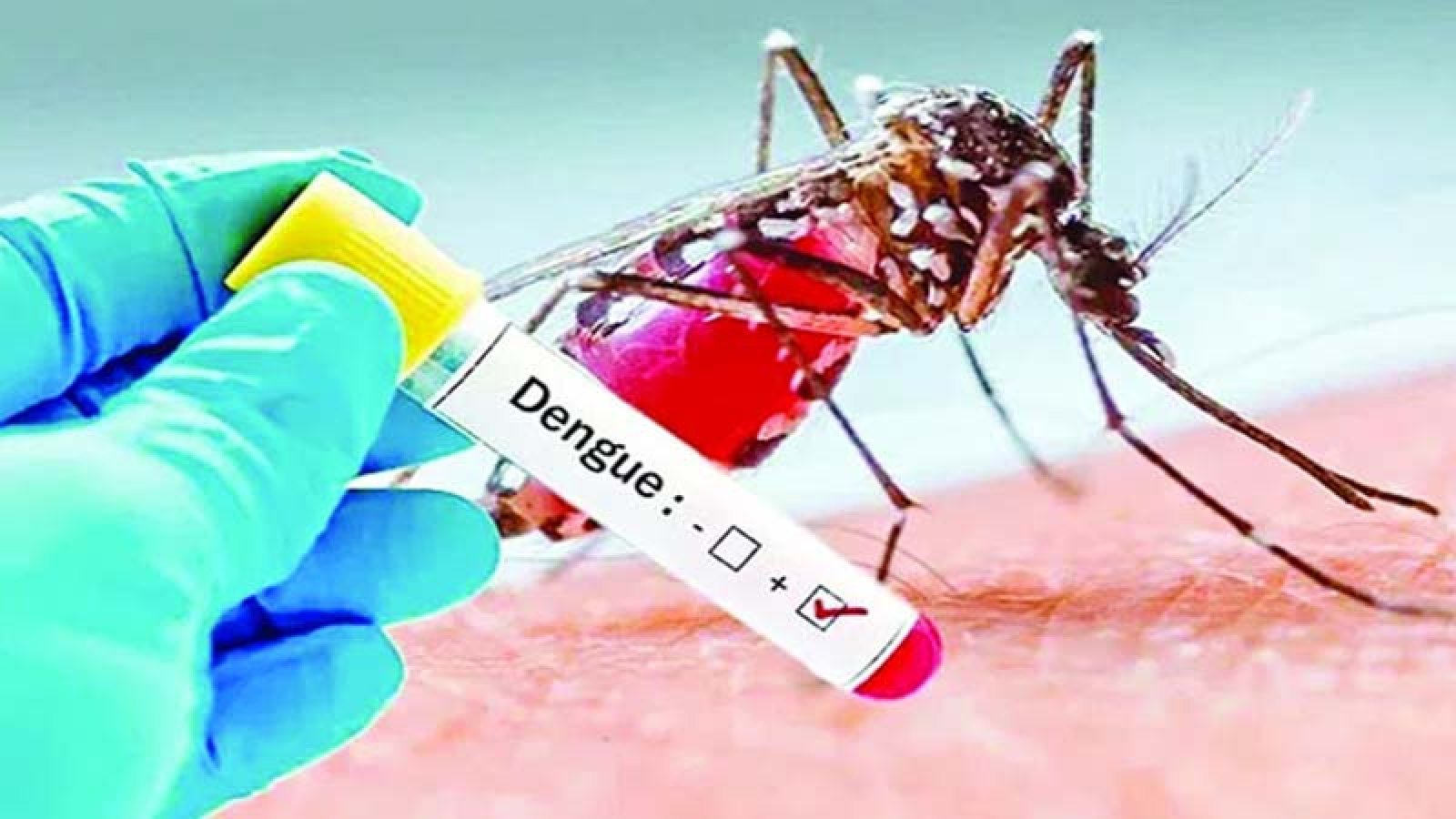 ডেঙ্গুতে তিনজনের মৃত্যু, হাসপাতালে নতুন ভর্তি ৪৬৩