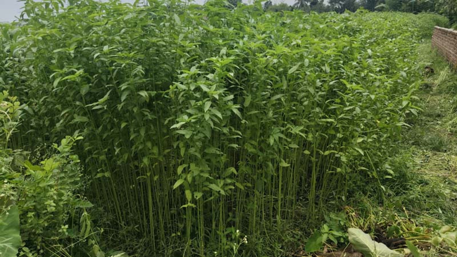 পাট জাগ দেওয়া নিয়ে শঙ্কায় পাটচাষি