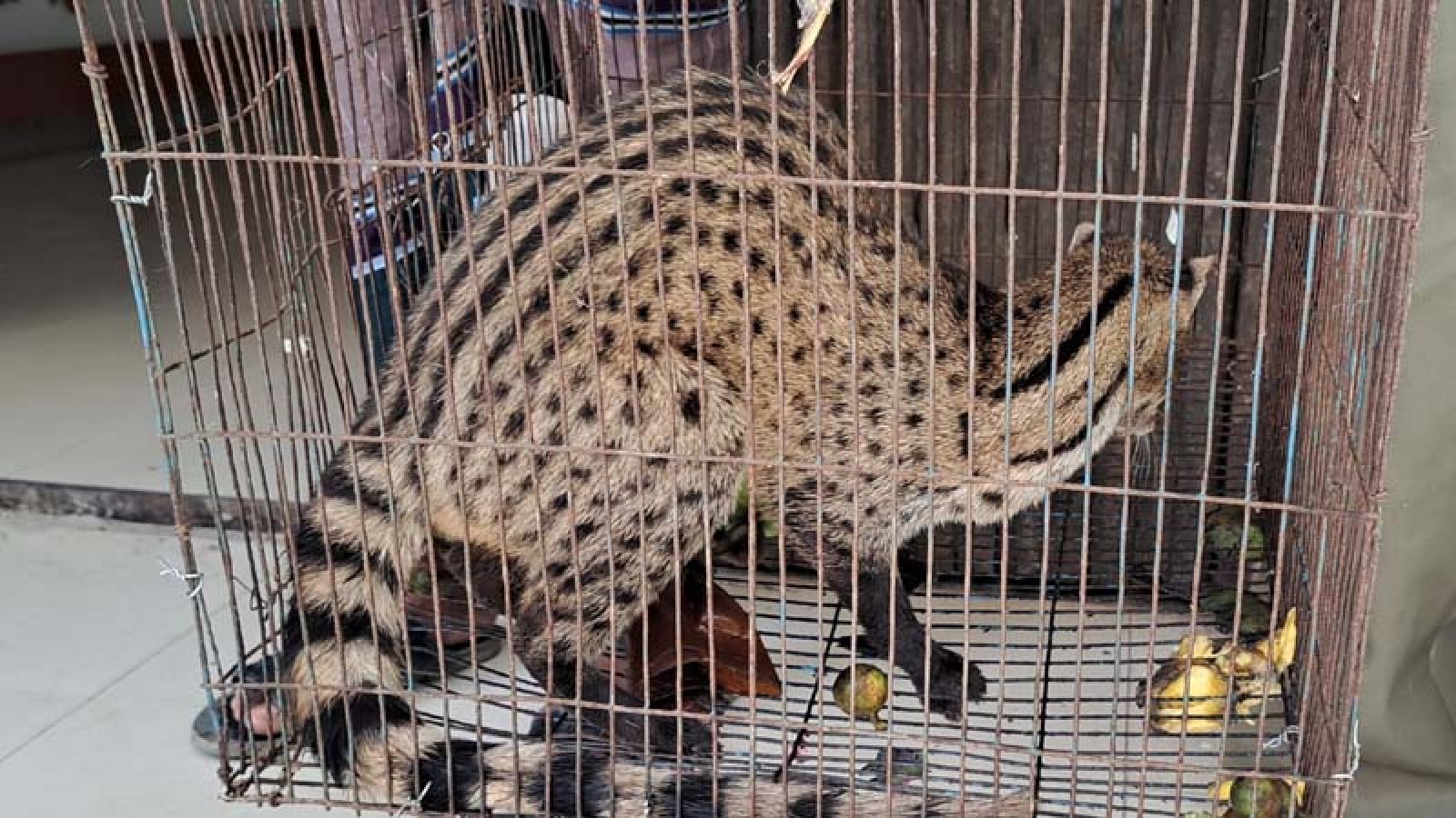 চাটমোহরে বিরল প্রজাতির গন্ধগোকুল উদ্ধারের পর অবমুক্ত করলেন ইউএনও