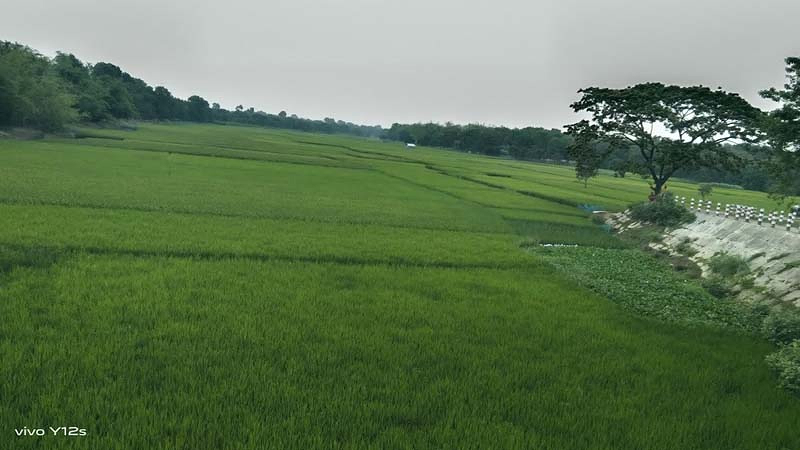 চকের নদীর অস্তিত্ব বিলীন, বুকজুড়ে ফসলের সমারোহ, নদীর জমি বেদখল