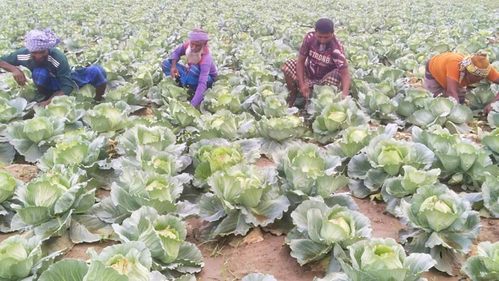 শীতের আগাম সবজি চাষে ব্যস্ত রাজশাহীর কৃষক