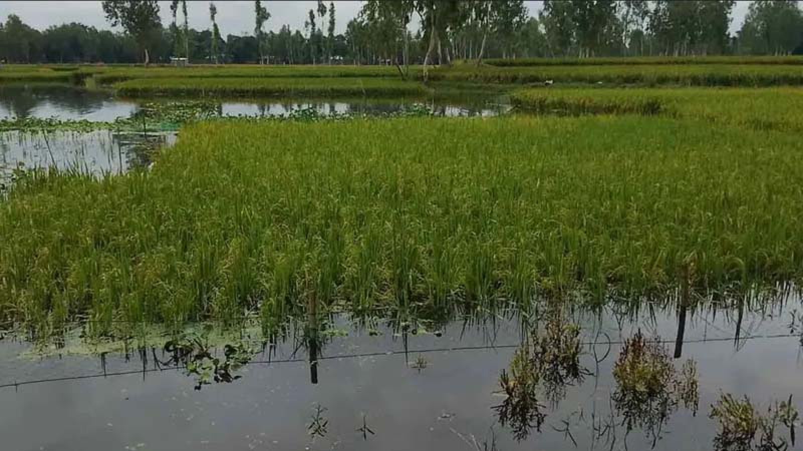 বৃষ্টিতে ক্ষতিগ্রস্ত কৃষকদের তিন মাস সহায়তা দেবে সরকার : কৃষিমন্ত্রী