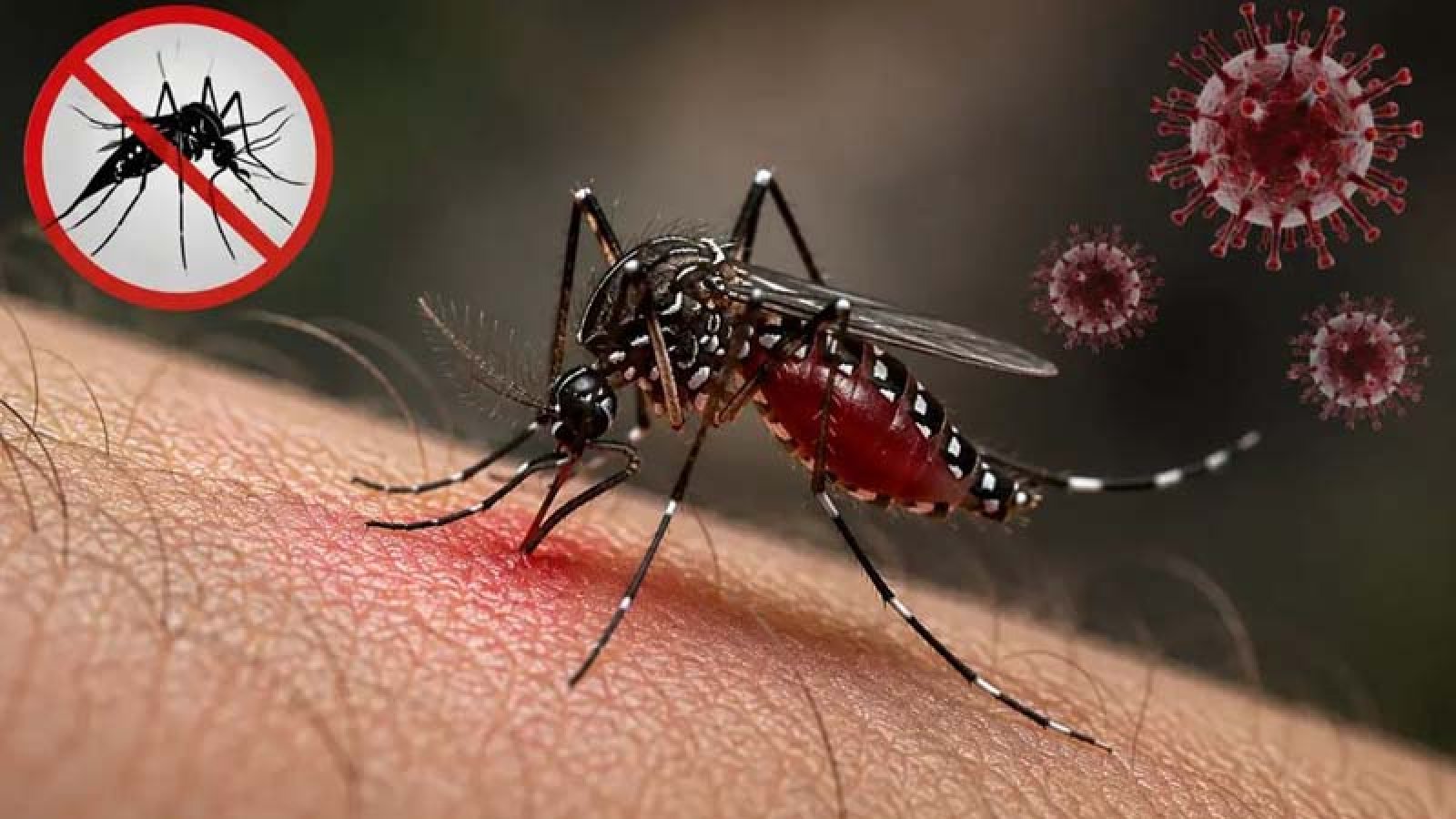 ডেঙ্গুতে আরও ৭ জনের মৃত্যু, আক্রান্ত ২২৪৯ জন