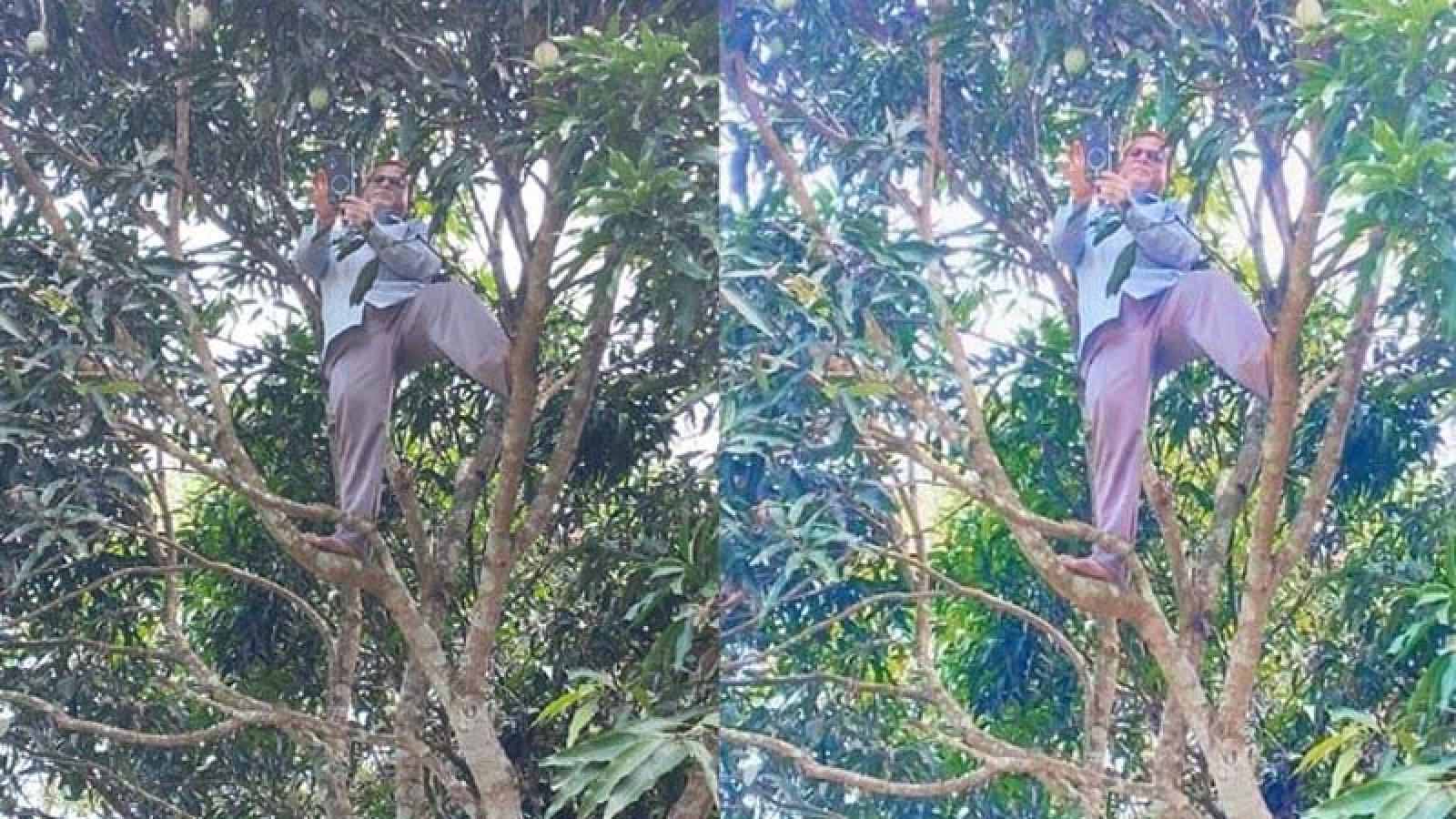 গাছে উঠে অনলাইনে হাজিরা দিলেন প্রধান শিক্ষক