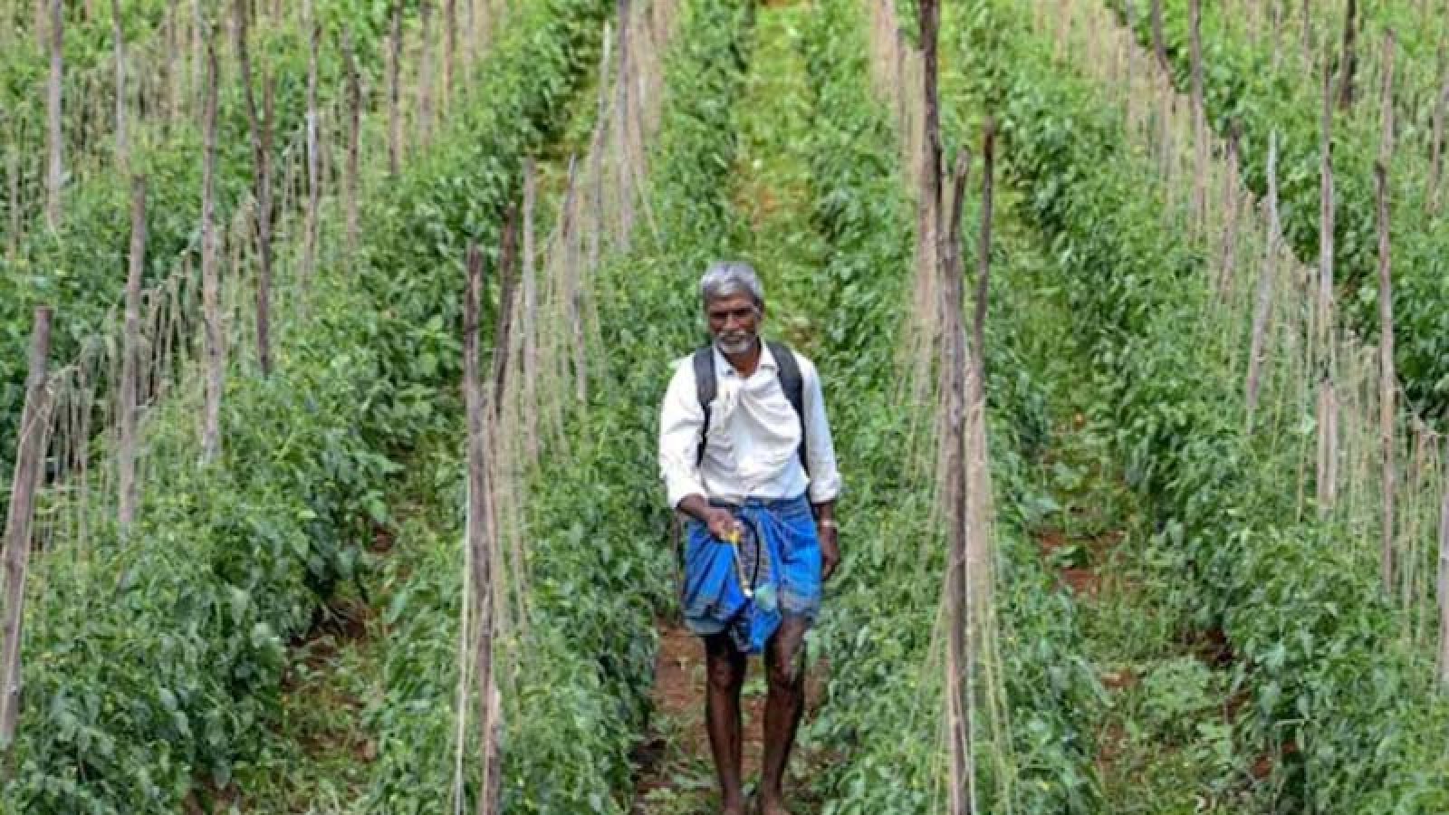 ভারতের ৩ শতাধিক কৃষিপণ্যে ক্যানসারের উপাদান, নিষিদ্ধ দেশে দেশে