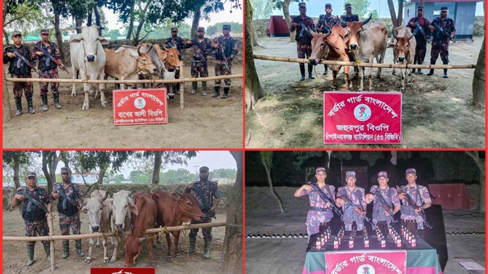 শিবগঞ্জে ৩৫ বোতল মদ ও ১৪টি ভারতীয় গরু জব্দ