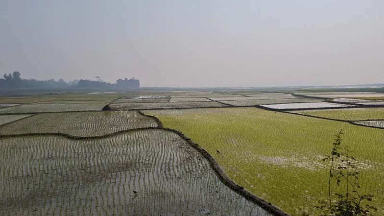 রাজশাহীতে বোরোর উৎপাদনের লক্ষ্যমাত্রা ৩ লাখ টন