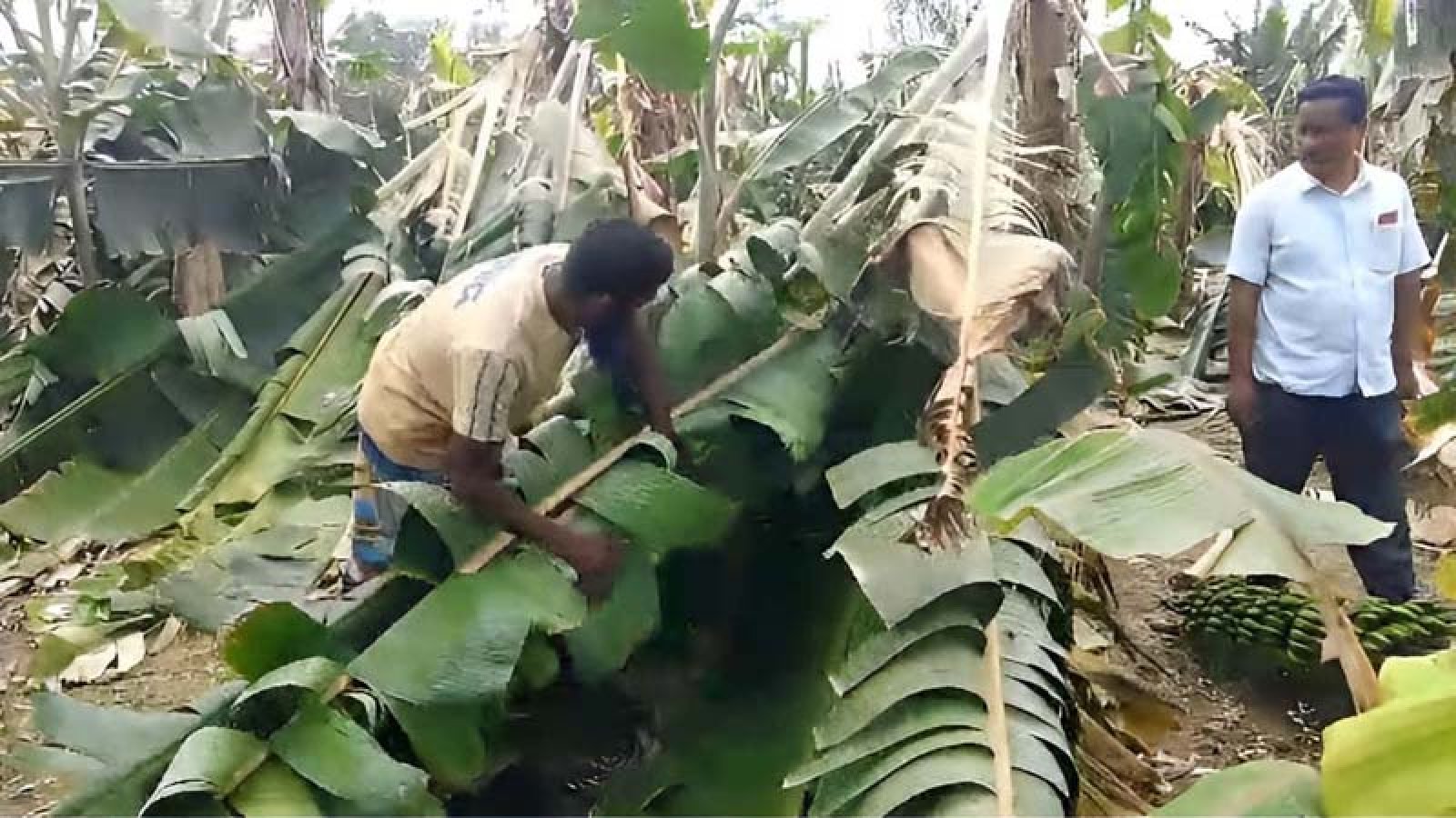 ধামইরহাটে কৃষক আবুল কালামের ঝড়ে ৫ বিঘা কলাবাগান ক্ষতিগ্রস্ত