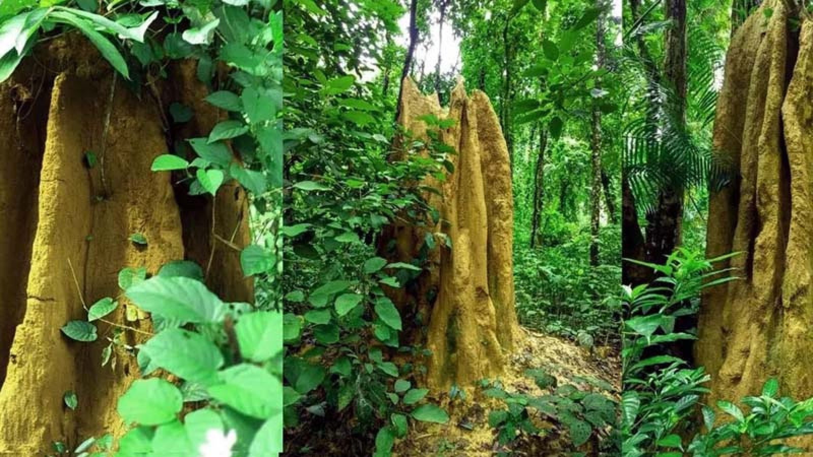১১ ফুট উঁচু উইঢিবি, মুগ্ধ করছে দর্শনার্থীদের